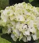 Helle Blüten Hydrangea macrophylla 'Magical Noblesse'®