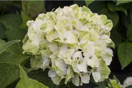 Bauernhortensie 'Magical Noblesse'® - Hydrangea macrophylla 'Magical Noblesse'®