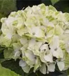Helle Blüten Hydrangea macrophylla 'Magical Noblesse'®