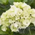 Weiße Blüten Hydrangea macrophylla 'Magical Noblesse'®