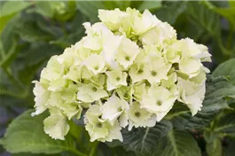 Bauernhortensie 'Magical Noblesse'® - Hydrangea macrophylla 'Magical Noblesse'®