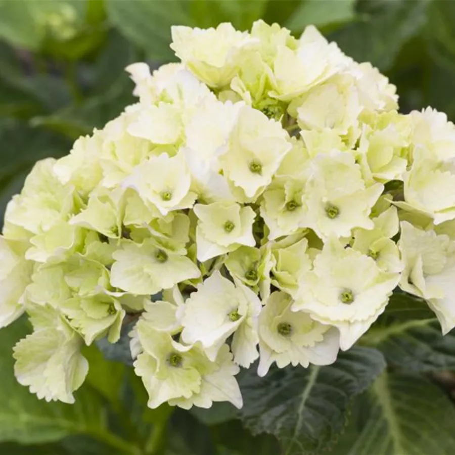 Weiße Blüten Hydrangea macrophylla 'Magical Noblesse'®