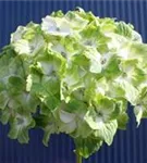 Blüten Hydrangea macrophylla 'Magical Noblesse'®
