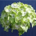 Blüten Hydrangea macrophylla 'Magical Noblesse'®