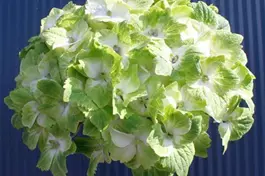 Bauernhortensie 'Magical Noblesse'® - Hydrangea macrophylla 'Magical Noblesse'®