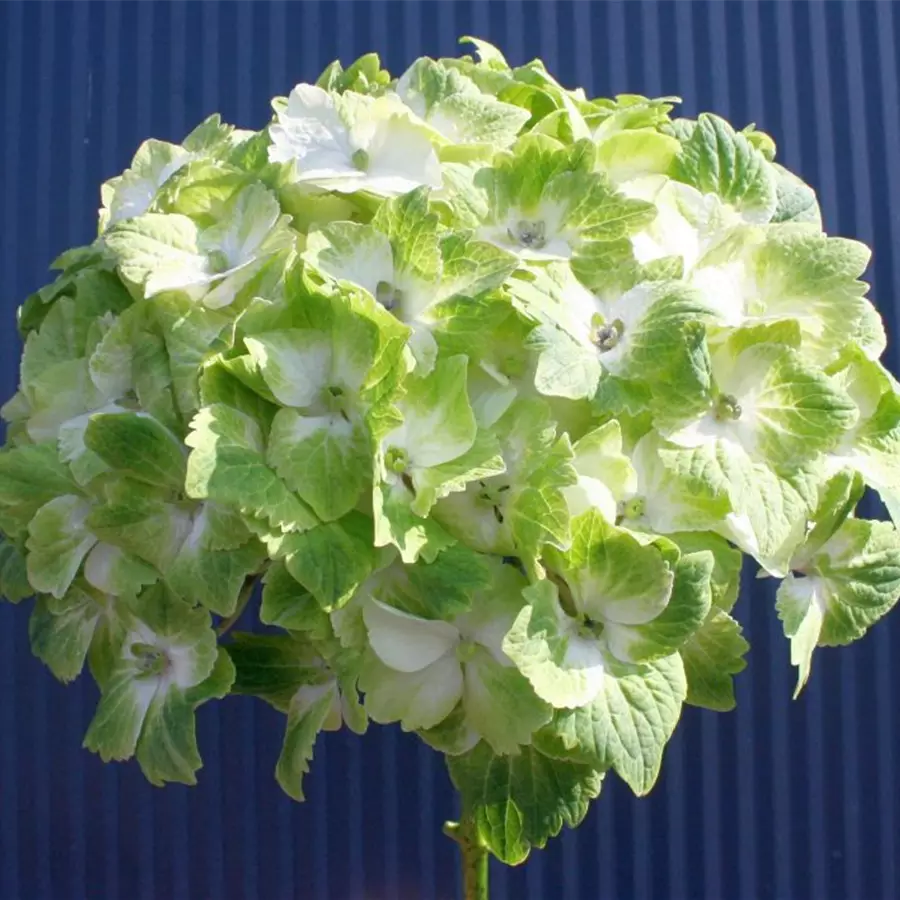 Blüten Hydrangea macrophylla 'Magical Noblesse'®
