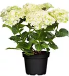 grün-weiße Blüten Hydrangea macrophylla 'Magical Noblesse'®