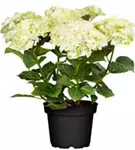 grün-weiße Blüten Hydrangea macrophylla 'Magical Noblesse'®