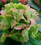 Artikelbild Hydrangea macrophylla 'Magical Noblesse'®