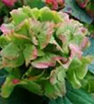 Artikelbild Hydrangea macrophylla 'Magical Noblesse'®