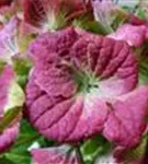Grüne Blüten Hydrangea macrophylla 'Magical Noblesse'®
