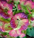 Blüten Hydrangea macrophylla 'Magical Noblesse'®