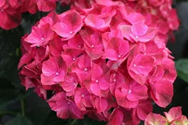 Bauernhortensie 'Magical Pink Ruby'® - Hydrangea macrophylla 'Magical Pink Ruby' ®