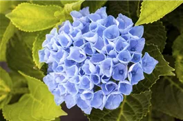 Bauernhortensie 'Magical Revolution'® blau - Hydrangea macrophylla 'Magical Revolution'® blau