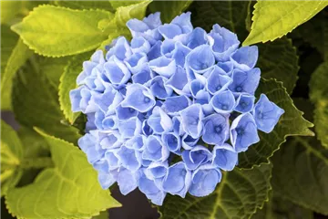 Hydrangea macrophylla 'Magical Revolution'® blau