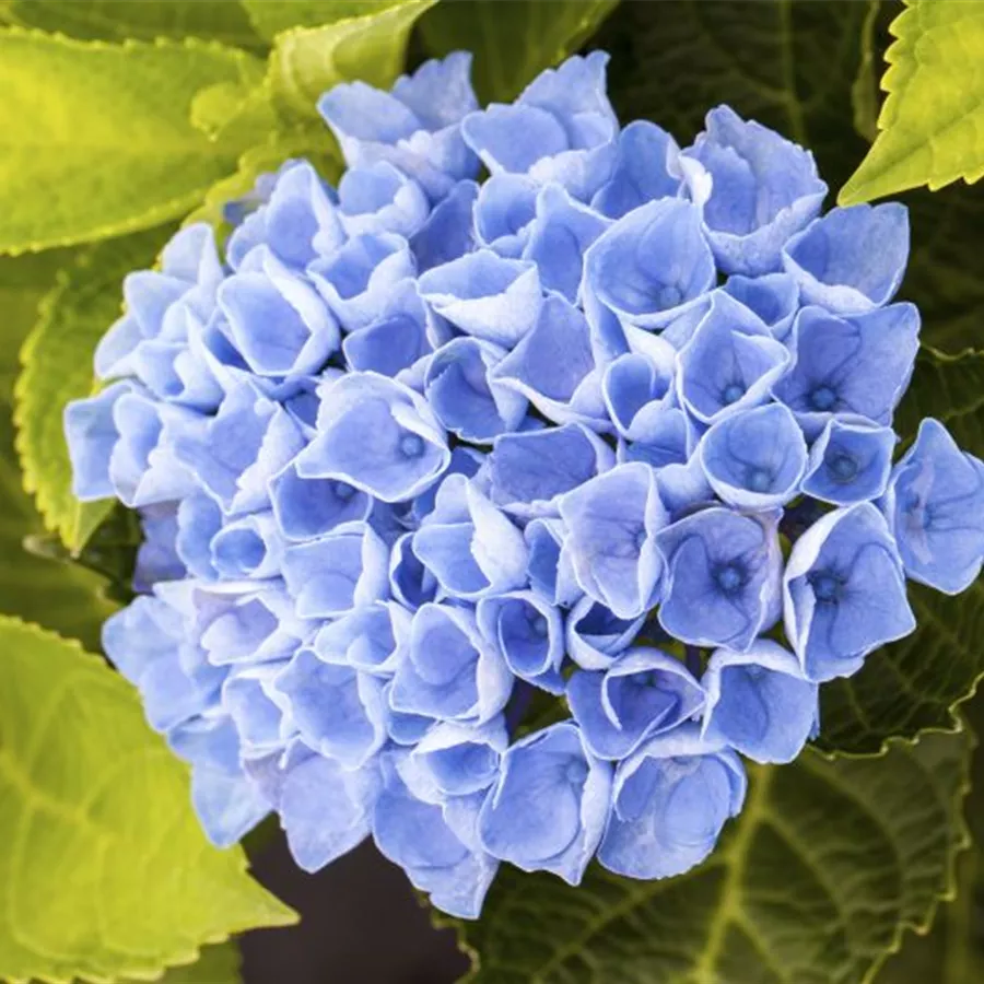 Blütenball blau Hydrangea macrophylla 'Magical Revolution'® blau