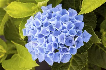 Hydrangea macrophylla 'Magical Revolution'® blau