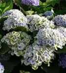 Fernansicht Blüten Hydrangea macrophylla 'Magical Revolution'® blau