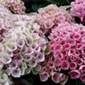 Blüten Hydrangea macrophylla 'Magical Revolution'® rosa