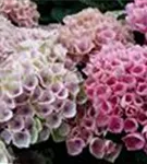 Blüten Hydrangea macrophylla 'Magical Revolution'® rosa