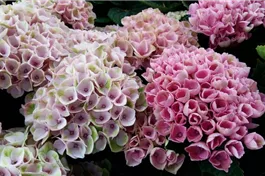 Bauernhortensie 'Magical Revolution'® rosa - Hydrangea macrophylla 'Magical Revolution'® rosa