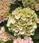 Hydrangea macrophylla 'Magical Revolution'® rosa Blüten