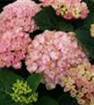 Helle Blüten Hydrangea macrophylla 'Magical Revolution'® rosa