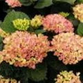 Blüten hell Hydrangea macrophylla 'Magical Revolution'® rosa