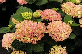 Bauernhortensie 'Magical Revolution'® rosa - Hydrangea macrophylla 'Magical Revolution'® rosa