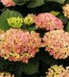Blüten hell Hydrangea macrophylla 'Magical Revolution'® rosa