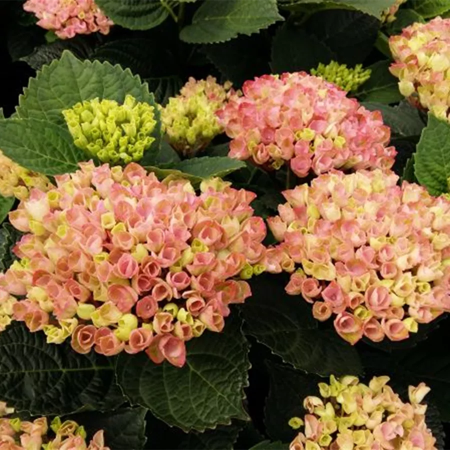 Blüten hell Hydrangea macrophylla 'Magical Revolution'® rosa