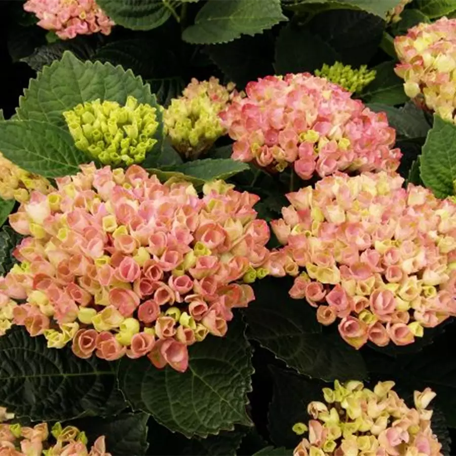 Blüten hell Hydrangea macrophylla 'Magical Revolution'® rosa
