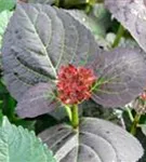 P2000949_3.jpg