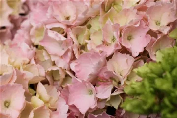 Hydrangea macrophylla 'Pink Sensation'