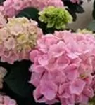 P2000483_4.jpg