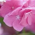 Blüten Hydrangea macrophylla 'Rosita'