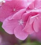 Blüten Hydrangea macrophylla 'Rosita'