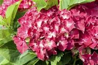 Hydrangea macrophylla 'Royal Red'®