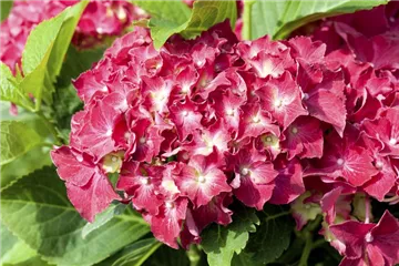 Hydrangea macrophylla 'Royal Red'®