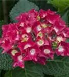 Blütenball Hydrangea macrophylla 'Royal Red'®