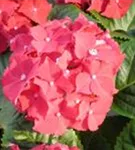 Helle Blüten Hydrangea macrophylla 'Royal Red'®