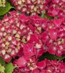 Blüten Hydrangea macrophylla 'Royal Red'®