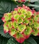 Nahansicht Blütenball Hydrangea macrophylla 'Royal Red'®