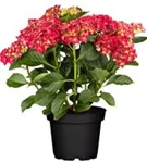 Blüten rot Hydrangea macrophylla 'Royal Red'®