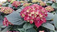 Hydrangea macrophylla 'Royal Red'® blau