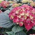 Blüten Hydrangea macrophylla 'Royal Red'® blau