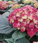 Blüten Hydrangea macrophylla 'Royal Red'® blau