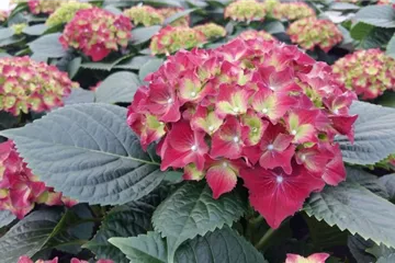 Hydrangea macrophylla 'Royal Red'® blau