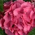 Fernansicht Blütenball Hydrangea macrophylla 'Schöne Bautznerin'