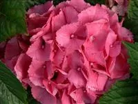 Hydrangea macrophylla 'Schöne Bautznerin'